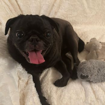 Wendy's Pet Care - Adorable Darcy! - Pet Sitting Near Me - New York, New York Wendy's Pet Care - Adorable Darcy! - Pet Sitting Near Me - New York, New York