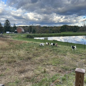 The Alpine Goat Brewery - Goats! - Breweries Near Me - Weyers Cave, Virginia The Alpine Goat Brewery - Goats! - Breweries Near Me - Weyers Cave, Virginia