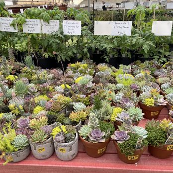 Gardeners Outlet - Nurseries & Gardening Near Me - Lubbock, Texas Gardeners Outlet - Nurseries & Gardening Near Me - Lubbock, Texas