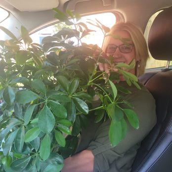 Thea Plant Co - On the way home with "Shalene" (named because GPT tells me it means 'peaceful light'. Sooo happy!! - Nurseries & Gardening Near Me - Providence, Rhode Island Thea Plant Co - On the way home with "Shalene" (named because GPT tells me it means 'peaceful light'. Sooo happy!! - Nurseries & Gardening Near Me - Providence, Rhode Island