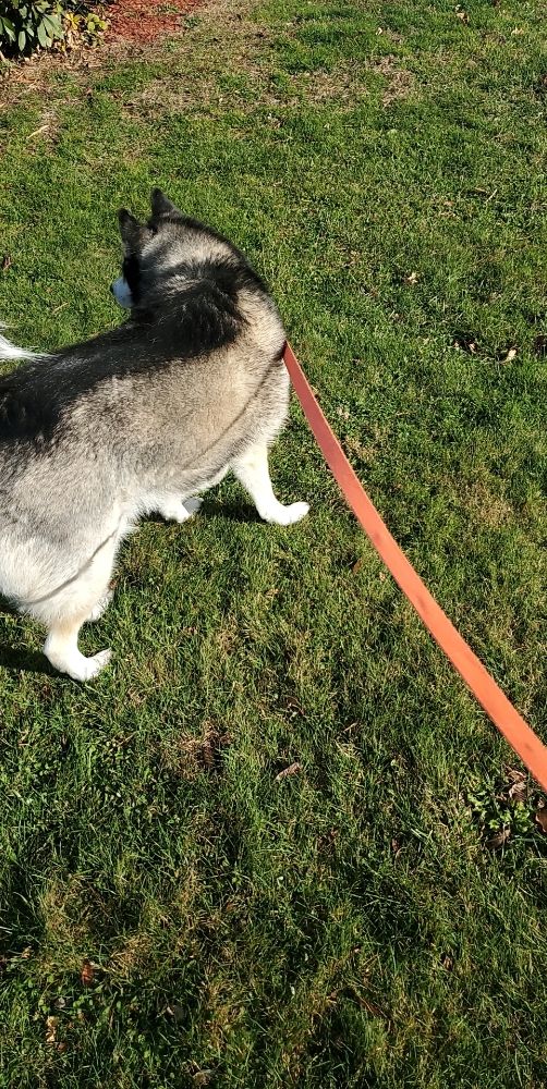 Samantha's Pet Sitting - pet boarding facility in East Providence, RI