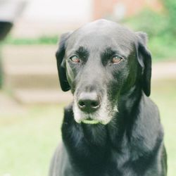 Crestwood Crossing Animal Hospital - Our Labrador, Lucy. She's almost 15 and Dr. Squibb has cared for her almost her entire life.