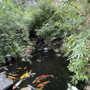 Indochine - Koi pond - Asian Fusion Near Me - Wilmington, North Carolina