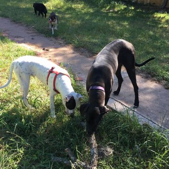 Foxy Roxys Doggy Day Out - Pet Training Near Me - Austin, Texas Foxy Roxys Doggy Day Out - Pet Training Near Me - Austin, Texas