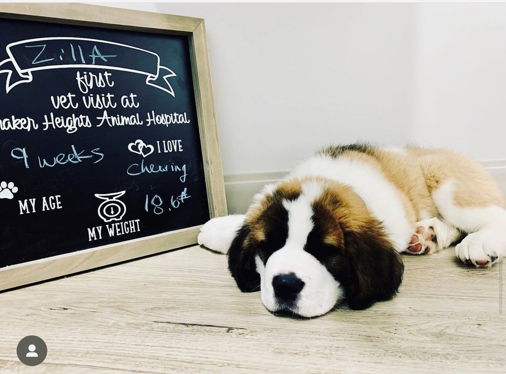 SHAKER HEIGHTS ANIMAL HOSPITAL Updated August 2024 21 Photos & 24