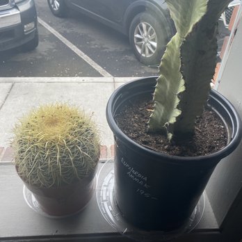 Natural Selection - Interesting cacti - Taxidermy Near Me - Reno, Nevada