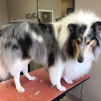 Zigzag&Wag - Cambria - Pet Groomers Near Me - Reno, Nevada