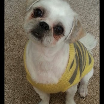 The UpScale Tail Pet Grooming - Naperville - The UpScale Tail did an amazing job on my boys!! Nice summer hair cut - Pet Groomers Near Me - Naperville, Illinois