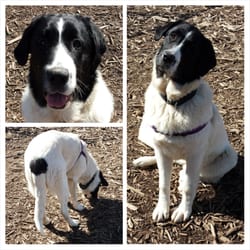 Whatcom Humane Society - Sophie