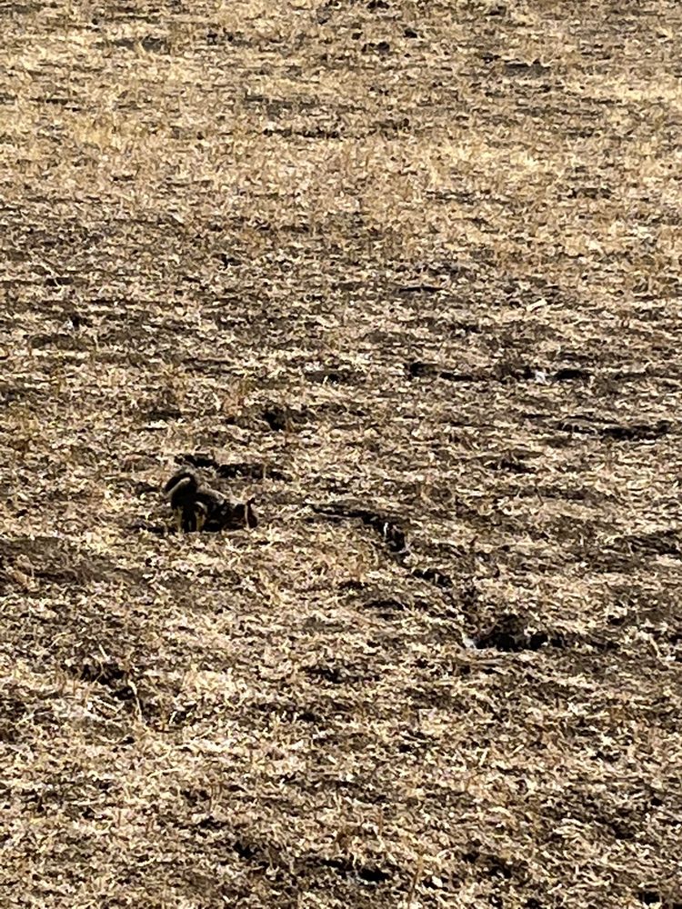 Round Valley Regional Preserve - equestrian in Brentwood, CA