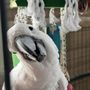 Berkshire Bird Paradise