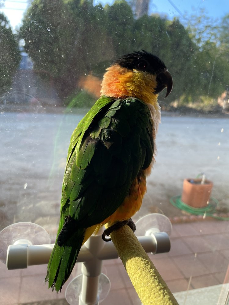 ANNIE’S MOBILE BIRD GROOMING Updated September 2024 21 Reviews