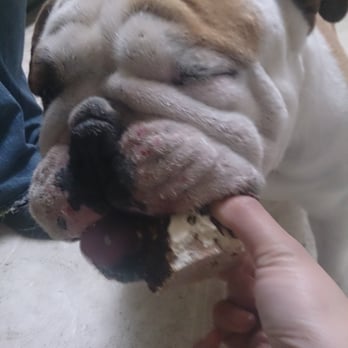 The Dog Bakery - Pokey enjoying his cake - Pet Stores Near Me - Pasadena, California The Dog Bakery - Pokey enjoying his cake - Pet Stores Near Me - Pasadena, California
