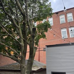 Willy’s Tree Service