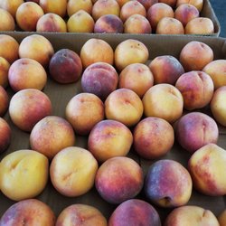 Wells Nursery & Greenhouses - Peaches:)