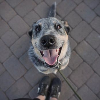 Dogs Listen To Us - Pet Training Near Me