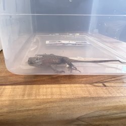 Sopris Appliance Repair - And the live Lizard found inside!
