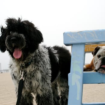 Dog's Day Out - Frank and P taking a break while enjoying the ocean breeze - Pet Sitting Near Me - Santa Monica, California Dog's Day Out - Frank and P taking a break while enjoying the ocean breeze - Pet Sitting Near Me - Santa Monica, California
