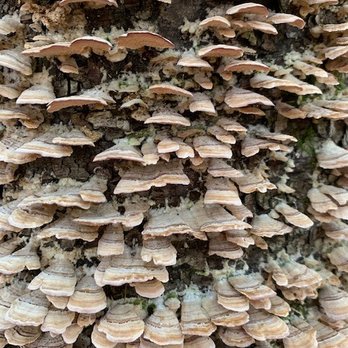 Ballard House Inn - Cool fungi on the hike - Bed & Breakfast Near Me - Meredith, New Hampshire