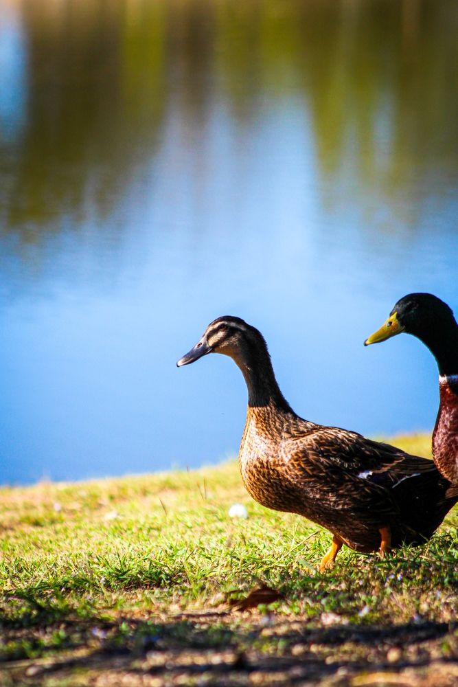 Carl Levin City Park