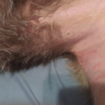 Pampered Pooches - More injuries - Pet Groomers Near Me - Mesquite, Nevada Pampered Pooches - More injuries - Pet Groomers Near Me - Mesquite, Nevada