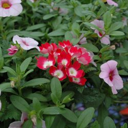 Showcase Gardens & Landscaping - Farmers Market, Nursery, Landscaping, & Garden Center
Coldwater, MI