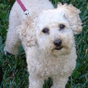 Sitter4Paws - Puffy out for a walk - Dog Walkers Near Me Sitter4Paws - Puffy out for a walk - Dog Walkers Near Me