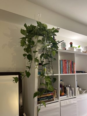 Dahing Plants & Landscaping by null