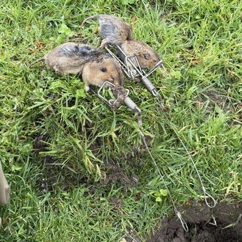 Gopher Stop - Pest Control Near Me Gopher Stop - Pest Control Near Me