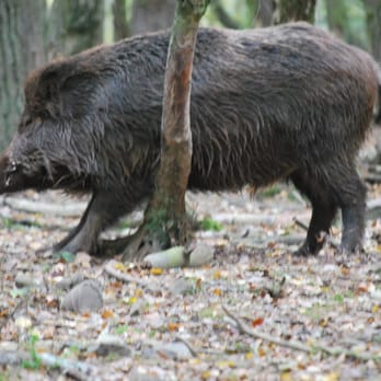 Hochwildpark Rheinland - Zoos Near Me - Mechernich, NW Hochwildpark Rheinland - Zoos Near Me - Mechernich, NW