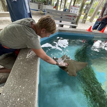 Florida Oceanographic Coastal Center - Stingray interaction that happens prior to the educational program. - Aquariums Near Me - Stuart, Florida Florida Oceanographic Coastal Center - Stingray interaction that happens prior to the educational program. - Aquariums Near Me - Stuart, Florida