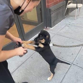 Bark & Broom - Dog Walkers Near Me