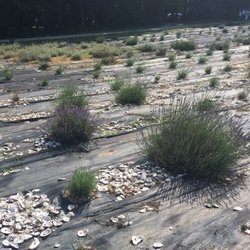 Sunshine Lavender Farm