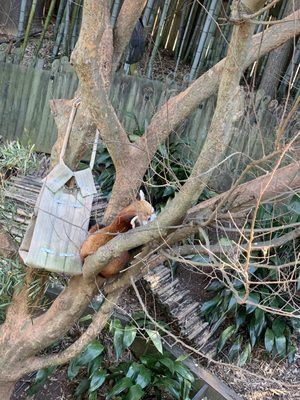 Zoo Atlanta by null