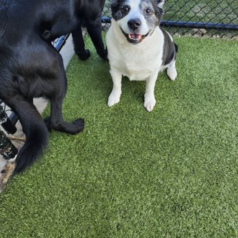 PetSuites Greensboro - Ms. Sadie Mae Burris and Mr. Cooper Lee Burris - Pet Boarding Near Me - Greensboro, North Carolina PetSuites Greensboro - Ms. Sadie Mae Burris and Mr. Cooper Lee Burris - Pet Boarding Near Me - Greensboro, North Carolina