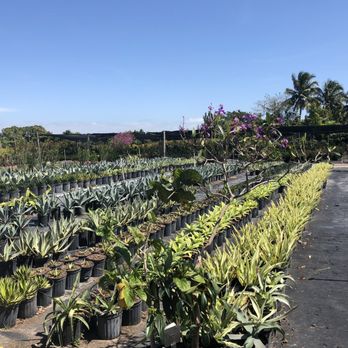JM Nursery - Nurseries & Gardening Near Me - Miami, Florida