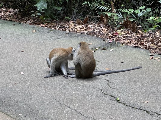 Bukit Timah Nature Reserve by null