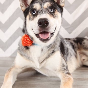 UTurn Studios - Pet Photography Near Me - Marshfield, Missouri UTurn Studios - Pet Photography Near Me - Marshfield, Missouri