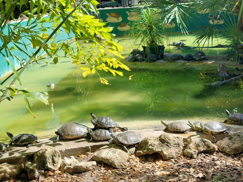 Reptile World Serpentarium Image