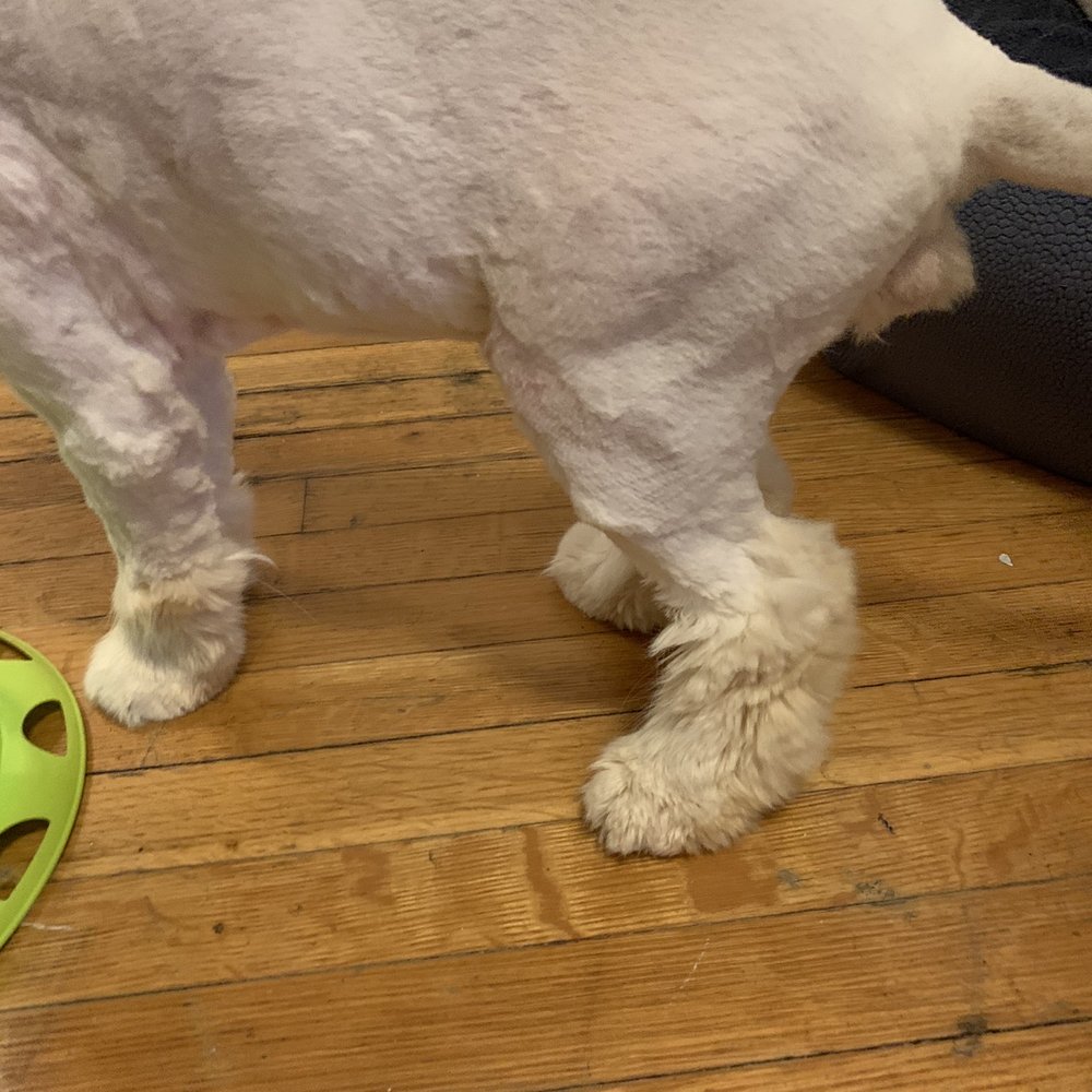Cola Pet Pet Store - The hair on his paws and legs are not even. - Pet Stores Near Me - Toronto, Ontario