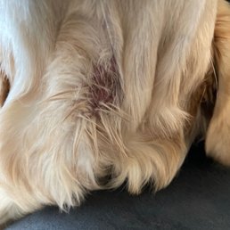 The rash my puppy came home with from Hoff's Hounds The rash my puppy came home with from Hoff's Hounds
