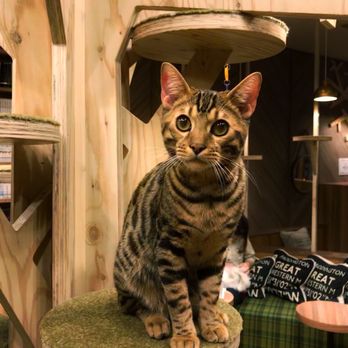 猫カフェ モカ 大阪心斎橋店 25 Photos Themed Cafes 東心斎橋1 18 11 大阪市 大阪府 Japan Restaurant Reviews Phone Number Yelp