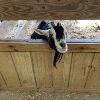 Bluebird Gap Farm - Goat - Parks Near Me - Hampton, Virginia