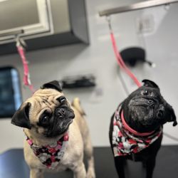 Beauty Box for Paws - These 2 are the funniest of all pugs and I love me some Larry and Currly kisses !