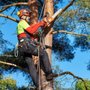 Photo of The J Team Tree Service