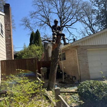 Black Roots - Just hanging out! - Tree Services Near Me Black Roots - Just hanging out! - Tree Services Near Me
