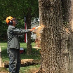 River Landscaping & Tree Service - Elm Tree Removal
