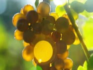 Bolney Wine Estate by null