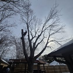 AJ Tree Service