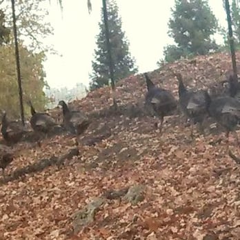 Opolo Vineyards - Wild turkeys one week before Thanksgiving running around near Opolo - Wineries Near Me - Paso Robles, California Opolo Vineyards - Wild turkeys one week before Thanksgiving running around near Opolo - Wineries Near Me - Paso Robles, California